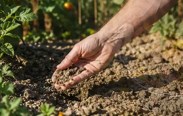 Hand prüft trockene krümelige Gartenerde während einer warmen Sommerphase; Thema Bodenfeuchtesensoren, Schwerpunkt Checkliste; Praxisalltag.