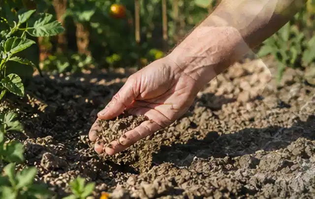 Hand prüft trockene krümelige Gartenerde während einer warmen Sommerphase; Thema Bodenfeuchtesensoren, Schwerpunkt Ersatzteile; Praxisalltag.