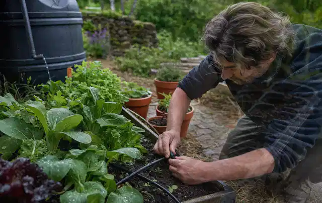Person stellt die Bewässerung an einem bepflanzten Hochbeet ein; Thema Bodenfeuchtesensoren, Schwerpunkt Gärten mit kleiner Fläche; Kontrolle.