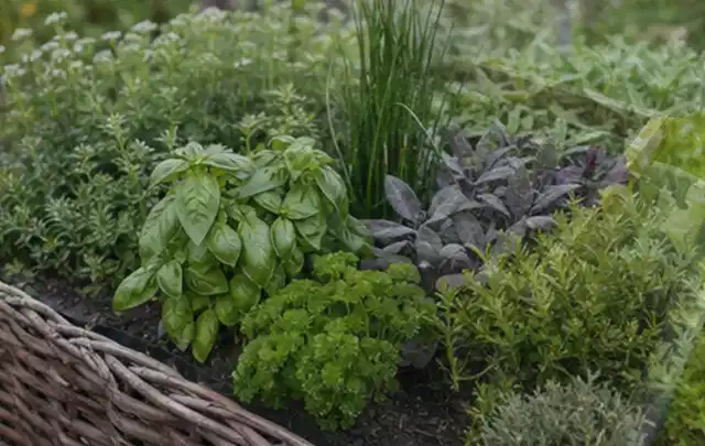 Dichtes Hochbeet mit Basilikum Schnittlauch Petersilie Salbei und weiteren Küchenkräutern; Thema Bodenfeuchtesensoren, Schwerpunkt Kosten; Ergebnis.