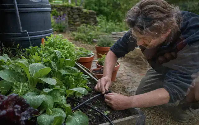 Person stellt die Bewässerung an einem bepflanzten Hochbeet ein; Thema Bodenfeuchtesensoren, Schwerpunkt Leistung; Ausgangslage.