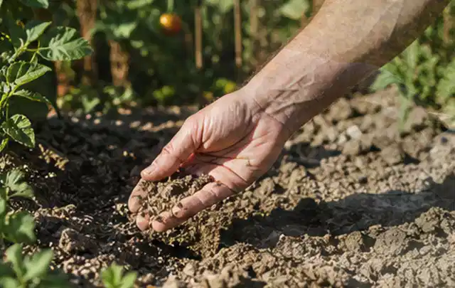 Hand prüft trockene krümelige Gartenerde während einer warmen Sommerphase; Thema Bodenfeuchtesensoren, Schwerpunkt Nachhaltigkeit; Umsetzung.