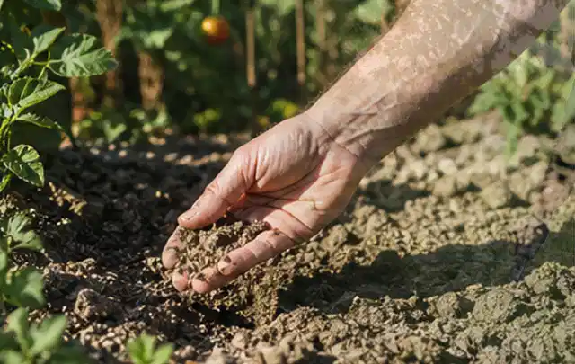 Hand prüft trockene krümelige Gartenerde während einer warmen Sommerphase; Thema Bodenfeuchtesensoren, Schwerpunkt Sicherheit; Ergebnis.