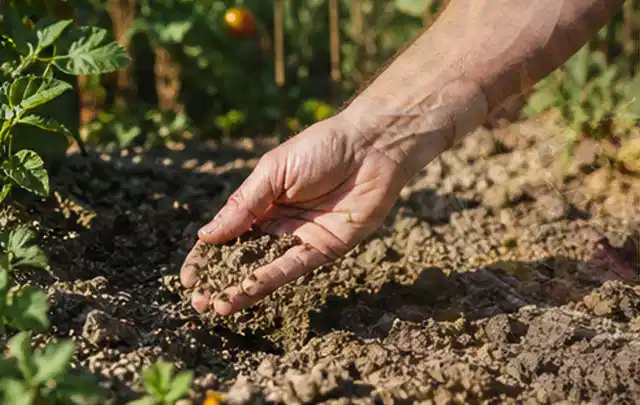 Hand prüft trockene krümelige Gartenerde während einer warmen Sommerphase; Thema Bodenfeuchtesensoren, Schwerpunkt Systemvergleich; Umsetzung.