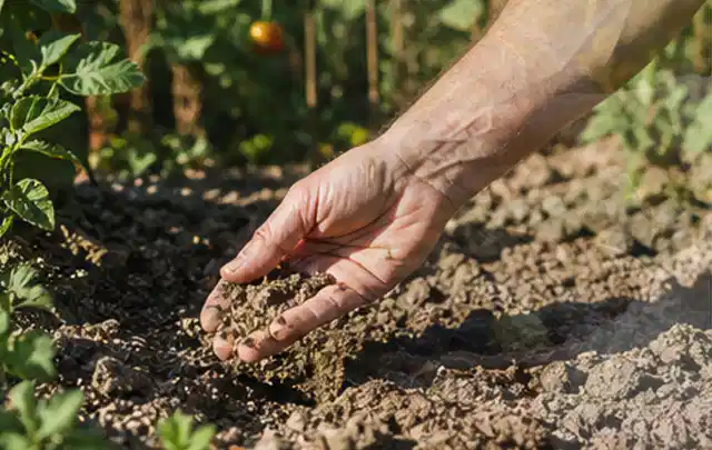Hand prüft trockene krümelige Gartenerde während einer warmen Sommerphase; Thema Bodenfeuchtesensoren, Schwerpunkt Testkriterien; Ergebnis.