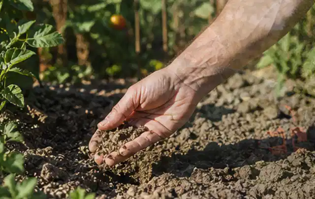 Hand prüft trockene krümelige Gartenerde während einer warmen Sommerphase; Thema Bodenfeuchtesensoren, Schwerpunkt Vergleich; Ergebnis.
