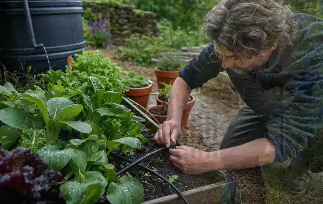 Person stellt die Bewässerung an einem bepflanzten Hochbeet ein; Thema Bodenfeuchtesensoren, Schwerpunkt Wartung; Ergebnis.