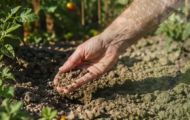 Hand prüft trockene krümelige Gartenerde während einer warmen Sommerphase; Thema Bodenfeuchtesensoren, Schwerpunkt Winterlager; Ausgangslage.