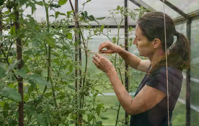 Person bindet junge Tomatentriebe in einem privaten Gewächshaus vorsichtig an; Thema Bohnen, Schwerpunkt Anbau; Umsetzung.