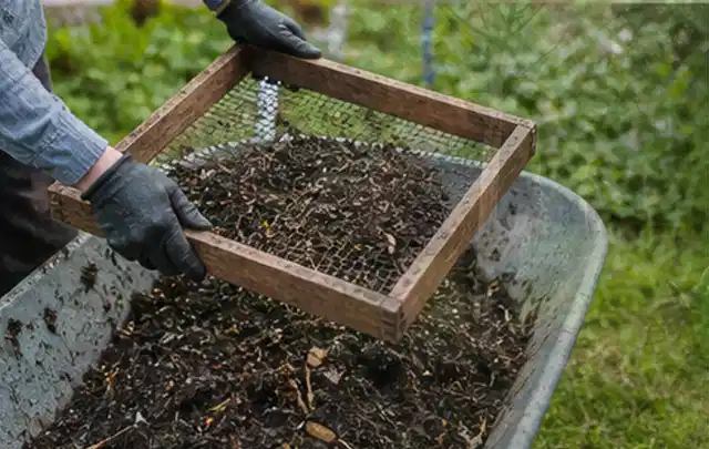 Behandschuhte Hände sieben reifen Kompost über einer Gartenschubkarre; Thema Bohnen, Schwerpunkt Anbau; Ergebnis.