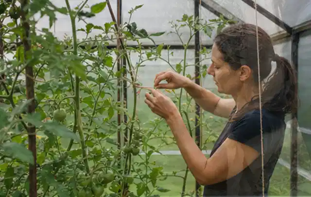 Person bindet junge Tomatentriebe in einem privaten Gewächshaus vorsichtig an; Thema Bohnen, Schwerpunkt Balkongarten; Umsetzung.
