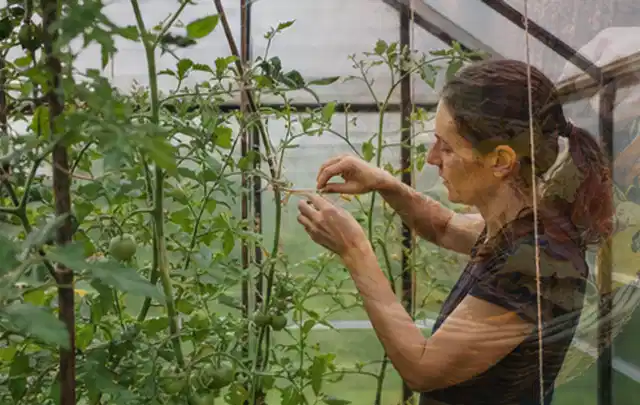 Person bindet junge Tomatentriebe in einem privaten Gewächshaus vorsichtig an; Thema Bohnen, Schwerpunkt Bewässerung; Umsetzung.