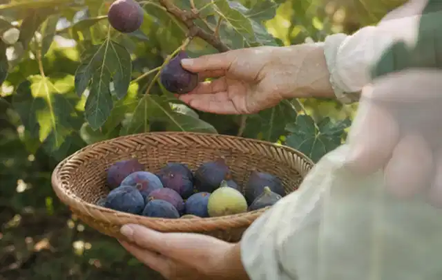 Hand pflückt eine reife Feige über einem flachen Korb mit Früchten; Thema Bohnen, Schwerpunkt Bewässerung; Ergebnis.