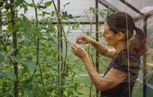 Person bindet junge Tomatentriebe in einem privaten Gewächshaus vorsichtig an; Thema Bohnen, Schwerpunkt Boden; Praxisalltag.