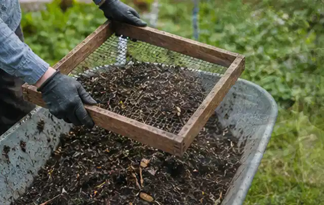 Behandschuhte Hände sieben reifen Kompost über einer Gartenschubkarre; Thema Bohnen, Schwerpunkt Ernte; Ergebnis.