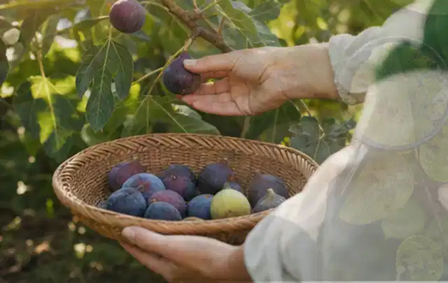 Hand pflückt eine reife Feige über einem flachen Korb mit Früchten; Thema Bohnen, Schwerpunkt Ernteprobleme; Ausgangslage.