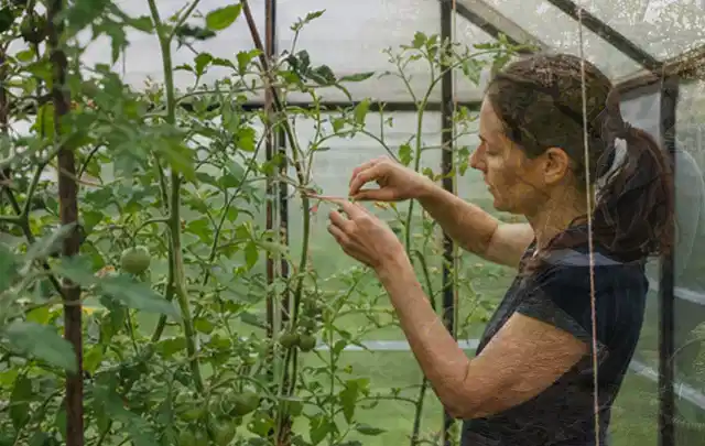Person bindet junge Tomatentriebe in einem privaten Gewächshaus vorsichtig an; Thema Bohnen, Schwerpunkt Gemüse; Ergebnis.