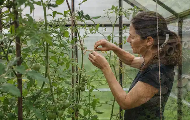 Person bindet junge Tomatentriebe in einem privaten Gewächshaus vorsichtig an; Thema Bohnen, Schwerpunkt Gewächshaus; Ergebnis.