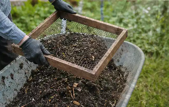 Behandschuhte Hände sieben reifen Kompost über einer Gartenschubkarre; Thema Bohnen, Schwerpunkt Gewächshaus; Praxisalltag.