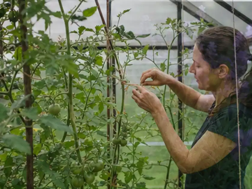 Person bindet junge Tomatentriebe in einem privaten Gewächshaus vorsichtig an; Thema Bohnen, Schwerpunkt Hochbeet; Titelbild.