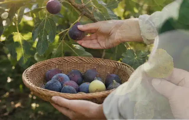 Hand pflückt eine reife Feige über einem flachen Korb mit Früchten; Thema Bohnen, Schwerpunkt Hochbeet; Kontrolle.