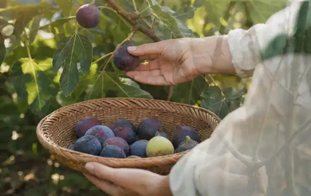 Hand pflückt eine reife Feige über einem flachen Korb mit Früchten; Thema Bohnen, Schwerpunkt Nährstoffe; Umsetzung.