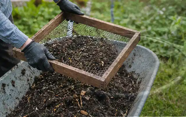 Behandschuhte Hände sieben reifen Kompost über einer Gartenschubkarre; Thema Bohnen, Schwerpunkt Nährstoffe; Kontrolle.