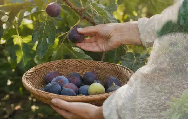 Hand pflückt eine reife Feige über einem flachen Korb mit Früchten; Thema Bohnen, Schwerpunkt Pflanzenschutz; Ausgangslage.