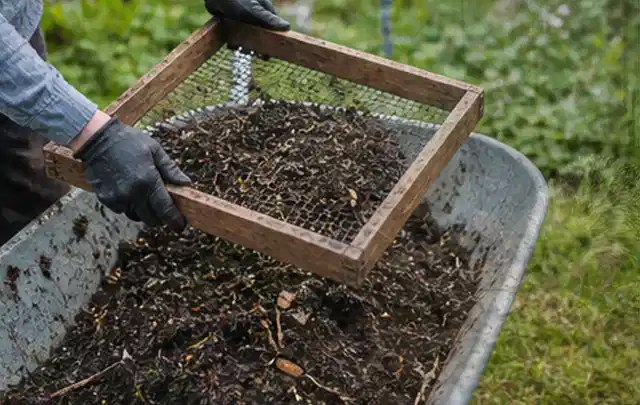 Behandschuhte Hände sieben reifen Kompost über einer Gartenschubkarre; Thema Bohnen, Schwerpunkt Pflanzenschutz; Ergebnis.