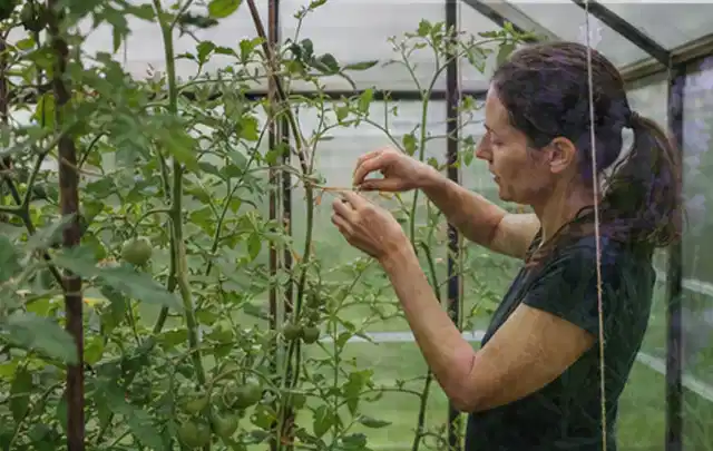 Person bindet junge Tomatentriebe in einem privaten Gewächshaus vorsichtig an; Thema Bohnen, Schwerpunkt Pflanzenschutz; Praxisalltag.