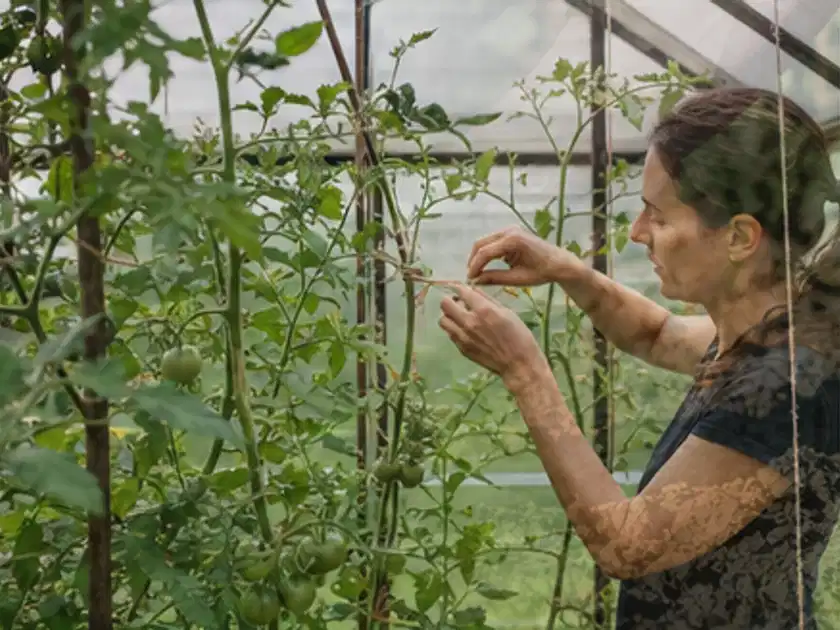 Person bindet junge Tomatentriebe in einem privaten Gewächshaus vorsichtig an; Thema Bohnen, Schwerpunkt Pflanzung; Titelbild.