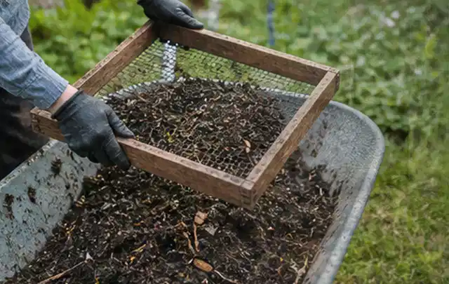 Behandschuhte Hände sieben reifen Kompost über einer Gartenschubkarre; Thema Bohnen, Schwerpunkt Pflanzung; Praxisalltag.