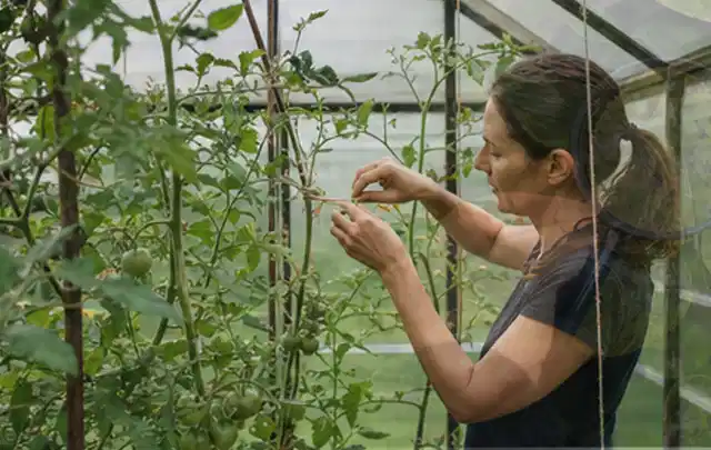 Person bindet junge Tomatentriebe in einem privaten Gewächshaus vorsichtig an; Thema Bohnen, Schwerpunkt Sortenwahl; Praxisalltag.