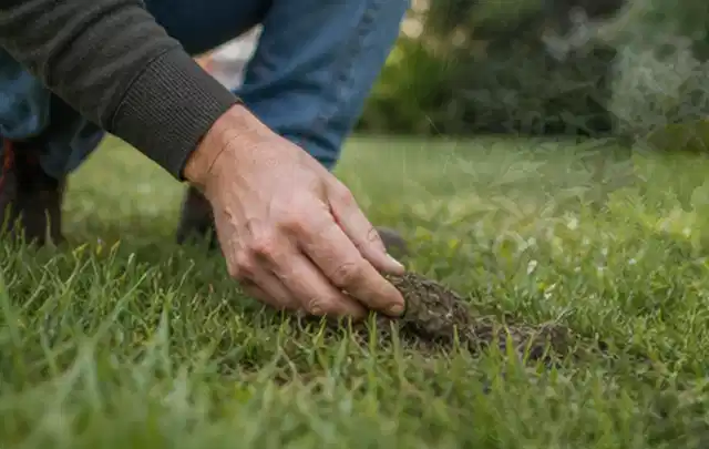 Hand hebt eine kleine Bodenprobe aus einer grünen Rasenfläche; Thema Bosch Indego, Schwerpunkt Kaufberatung; Praxisalltag.