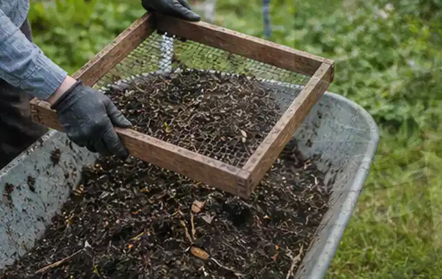 Behandschuhte Hände sieben reifen Kompost über einer Gartenschubkarre; Thema Brokkoli, Schwerpunkt Aussaat; Umsetzung.