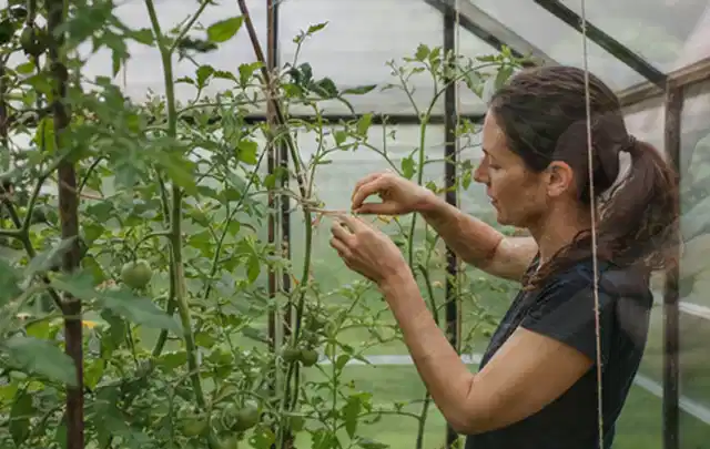 Person bindet junge Tomatentriebe in einem privaten Gewächshaus vorsichtig an; Thema Brokkoli, Schwerpunkt Boden; Ausgangslage.
