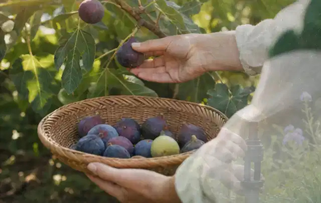 Hand pflückt eine reife Feige über einem flachen Korb mit Früchten; Thema Brokkoli, Schwerpunkt Boden; Praxisalltag.