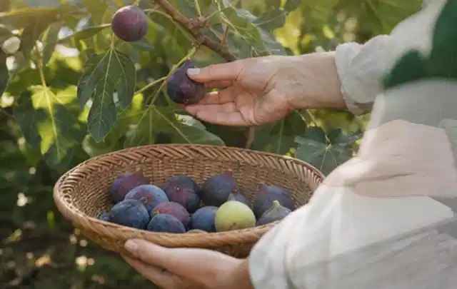 Hand pflückt eine reife Feige über einem flachen Korb mit Früchten; Thema Brokkoli, Schwerpunkt Ernte; Ausgangslage.