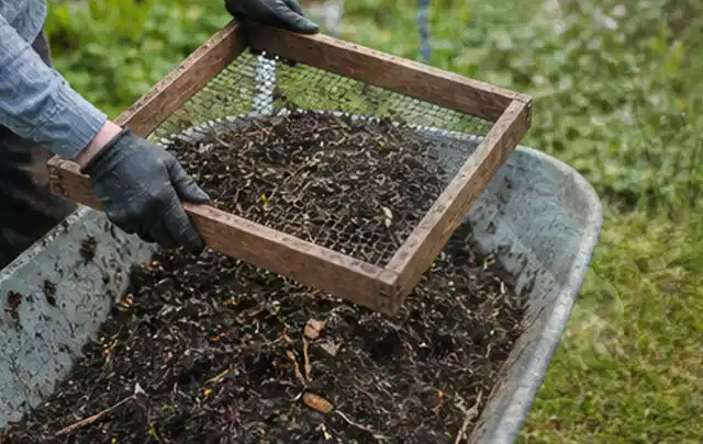 Behandschuhte Hände sieben reifen Kompost über einer Gartenschubkarre; Thema Brokkoli, Schwerpunkt Ernte; Umsetzung.
