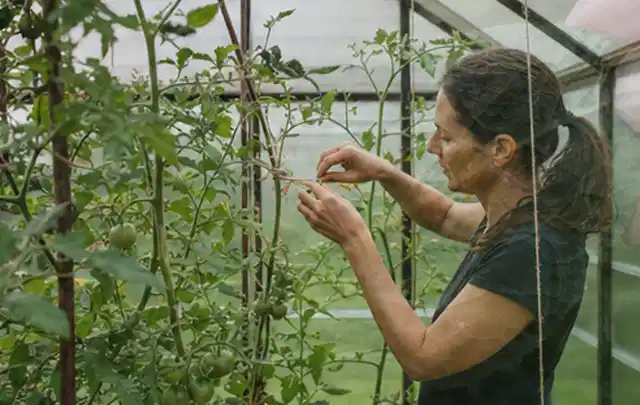 Person bindet junge Tomatentriebe in einem privaten Gewächshaus vorsichtig an; Thema Brokkoli, Schwerpunkt Ernte; Kontrolle.