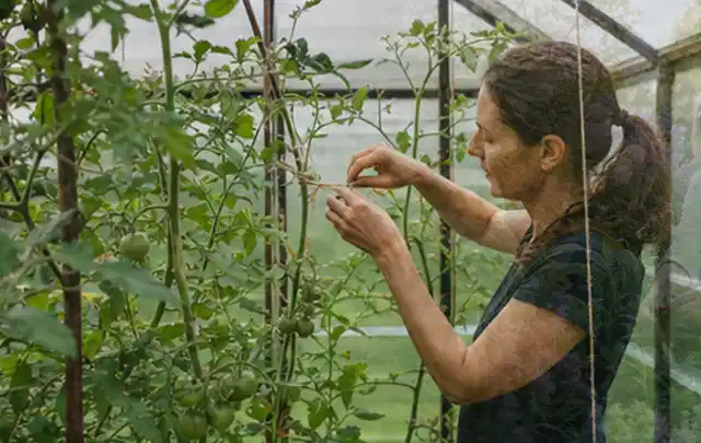 Person bindet junge Tomatentriebe in einem privaten Gewächshaus vorsichtig an; Thema Brokkoli, Schwerpunkt Hochbeet; Umsetzung.