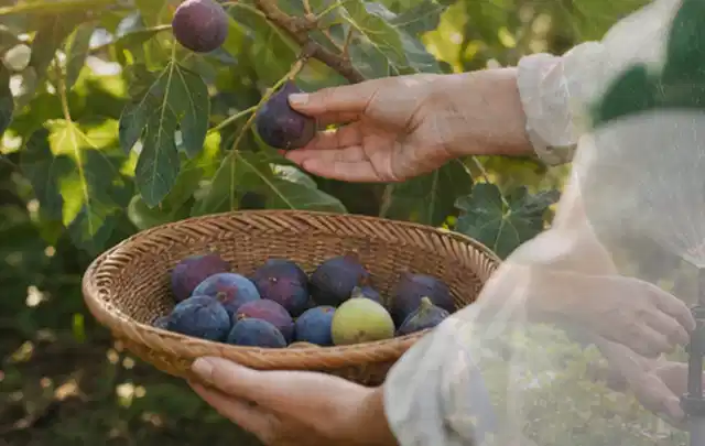 Hand pflückt eine reife Feige über einem flachen Korb mit Früchten; Thema Brokkoli, Schwerpunkt Pflanzenschutz; Ergebnis.