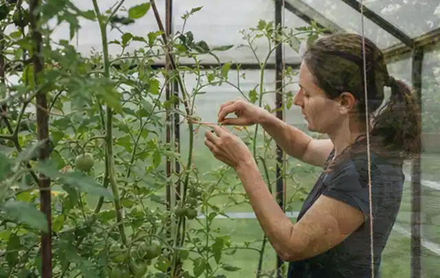 Person bindet junge Tomatentriebe in einem privaten Gewächshaus vorsichtig an; Thema Brokkoli, Schwerpunkt Pflanzung; Kontrolle.