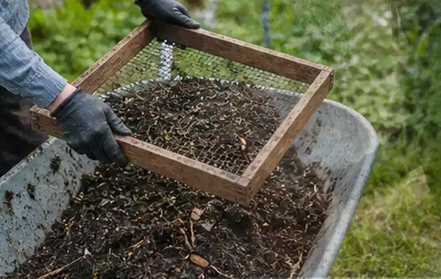 Behandschuhte Hände sieben reifen Kompost über einer Gartenschubkarre; Thema Brokkoli, Schwerpunkt Sortenwahl; Ausgangslage.