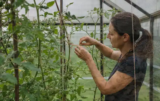 Person bindet junge Tomatentriebe in einem privaten Gewächshaus vorsichtig an; Thema Brokkoli, Schwerpunkt Sortenwahl; Umsetzung.