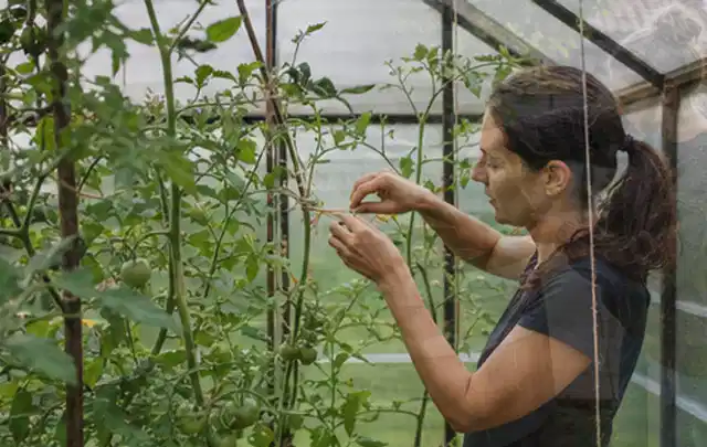 Person bindet junge Tomatentriebe in einem privaten Gewächshaus vorsichtig an; Thema Brokkoli, Schwerpunkt Standort; Kontrolle.