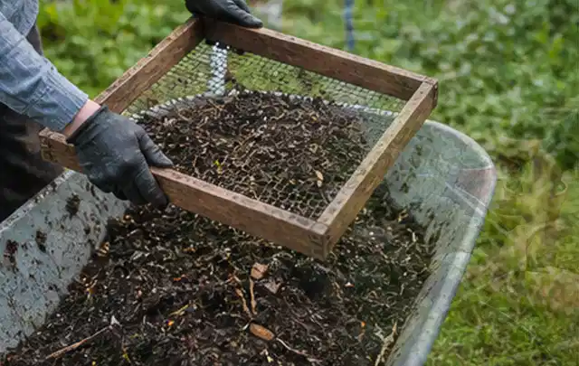 Behandschuhte Hände sieben reifen Kompost über einer Gartenschubkarre; Thema Brombeeren, Schwerpunkt Anbau; Ausgangslage.