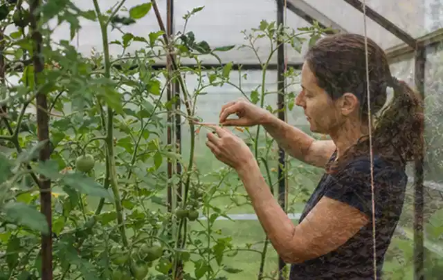 Person bindet junge Tomatentriebe in einem privaten Gewächshaus vorsichtig an; Thema Brombeeren, Schwerpunkt Anbau; Kontrolle.