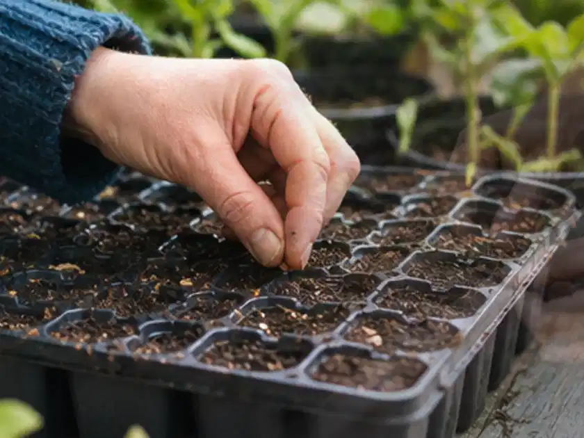 Hand legt einzelne Samen in vorbereitete Anzuchtschalen mit lockerer Erde; Thema Brombeeren, Schwerpunkt Aussaat; Titelbild.