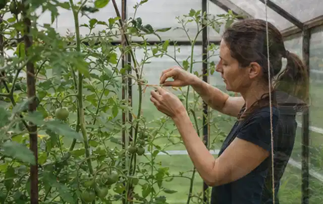 Person bindet junge Tomatentriebe in einem privaten Gewächshaus vorsichtig an; Thema Brombeeren, Schwerpunkt Aussaat; Praxisalltag.